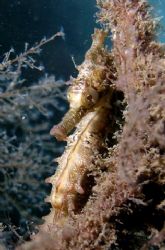 Seahorse taken at Balmoral Shark net Sydney by Peter Simpson 